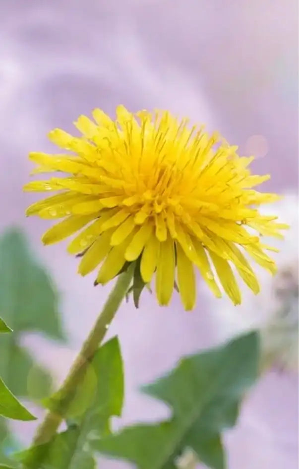 Dandelion flower