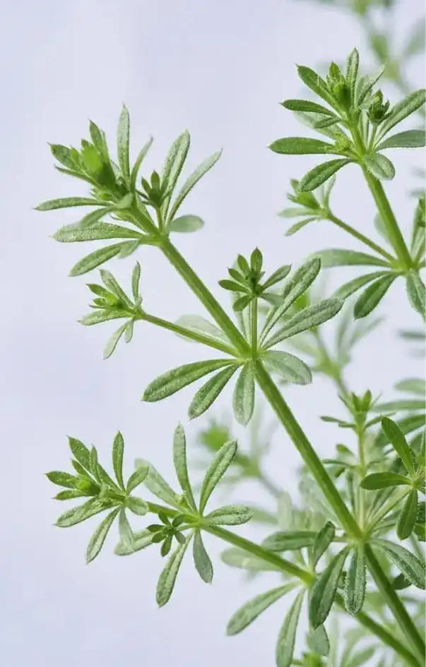 Cleavers botanical