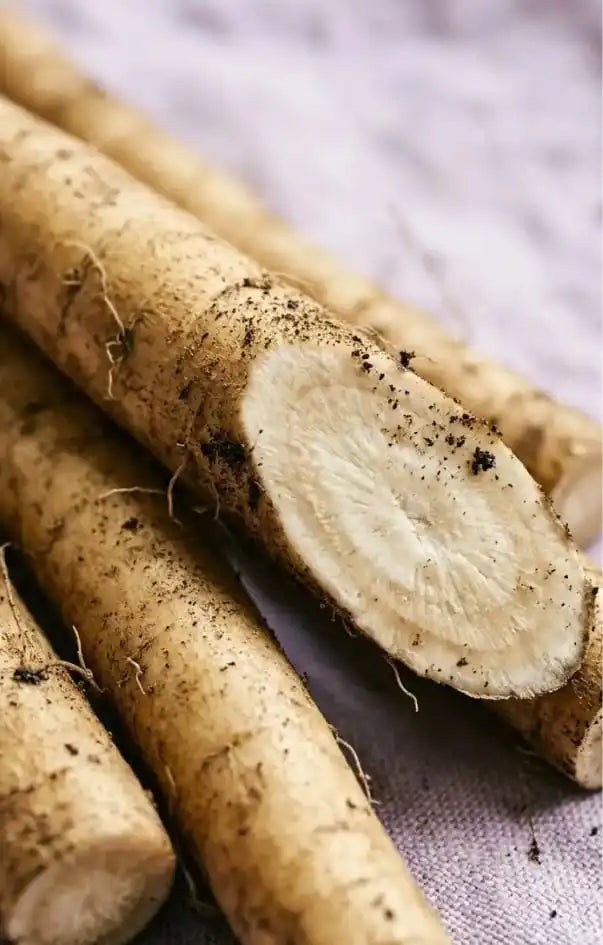Burdock root