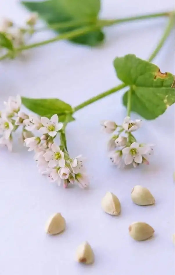 Botanical representing Rutin