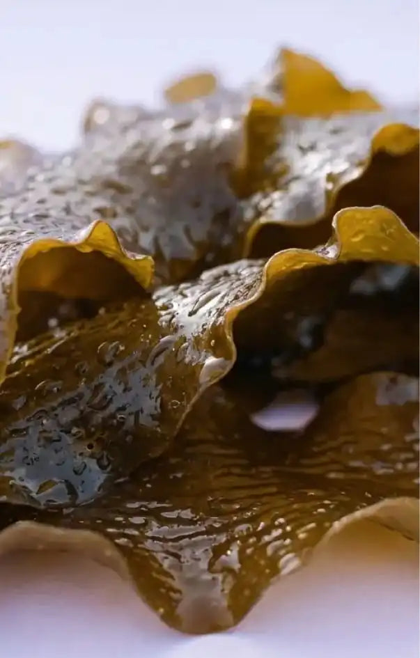 Kelp botanical